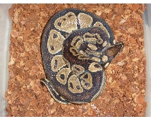 my male black back
