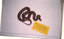 male 100% het granite 66% het albino