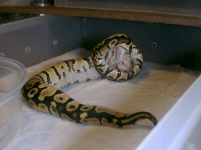 My new male pastel