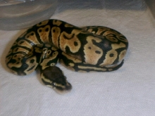 another pic of my new male pastel