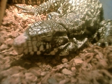 my new female argentine blk/white tegu