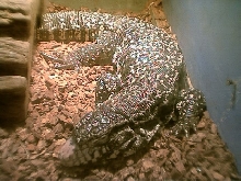 another pic of her