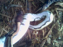 poss. het pied male