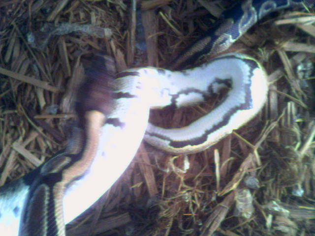 poss. het pied male