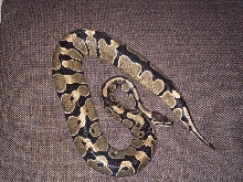tiger banded female