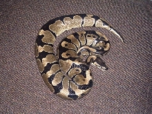 tiger banded female again...