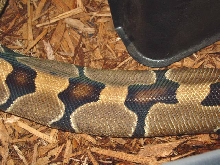 BANDED