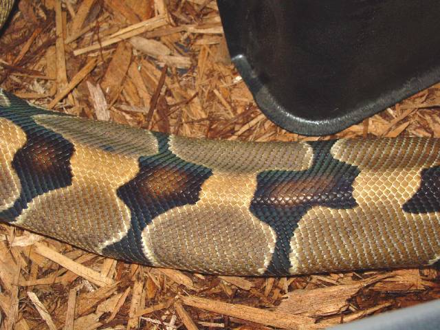 BANDED