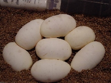 FIRST EGGS