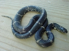 Eastern Chain King