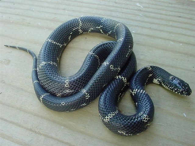 Eastern Chain King