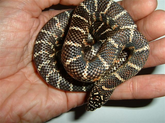 Florida King