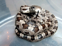 Young Black Rat snake