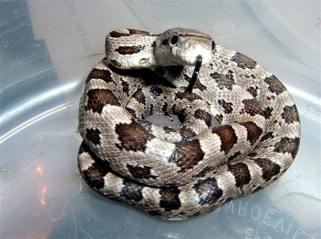 Young Black Rat snake