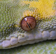 Up Close "Houdini"