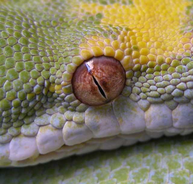 Up Close "Houdini"