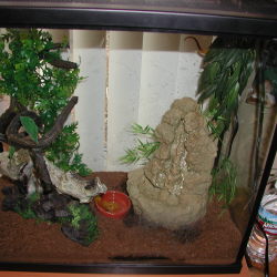 my golden gecko cage setup