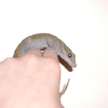 gicko my golden gecko