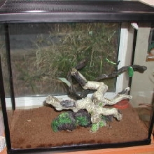 gickos cage