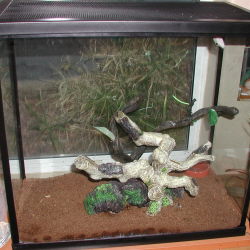 gickos cage
