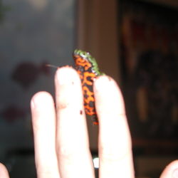 baby fire belly toad