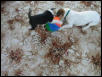 Tug of War