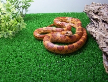 elaphe guttata