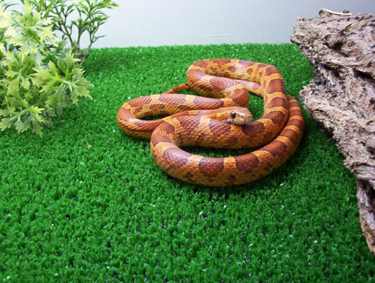 elaphe guttata