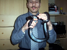 lampropeltis.g.nigrita