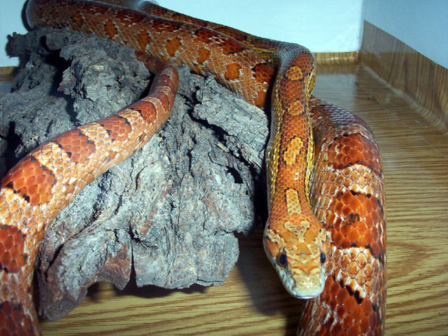 elaphe guttata2