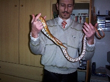 guttata amelanistica