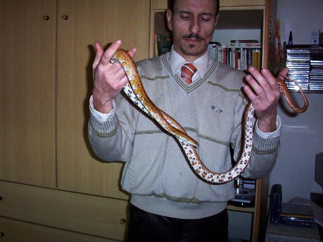 guttata amelanistica