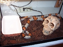 lapmropeltis alterna