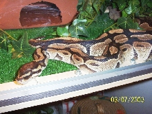 python