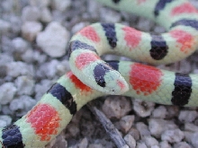 Chionactis occipitalis annulata
