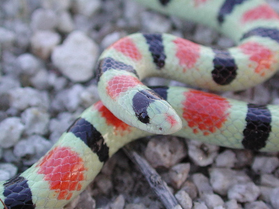 Chionactis occipitalis annulata