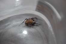 Spider 1