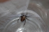 Spider 2