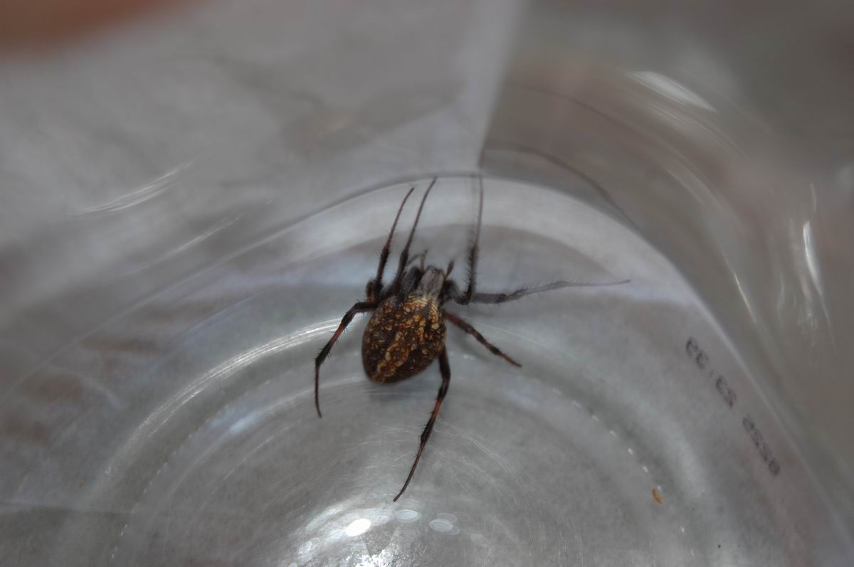 Spider 2