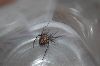 Spider 3