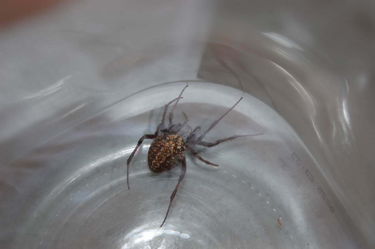 Spider 3