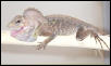 Hypsilurus Spinipes