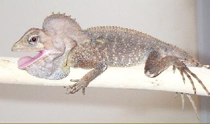 Hypsilurus Spinipes