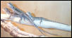 Pogona Vitticeps
