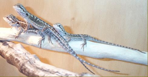 Pogona Vitticeps