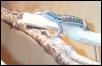 Pogona Vitticeps