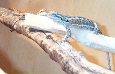 Pogona Vitticeps