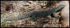 Lace Monitor (wild)