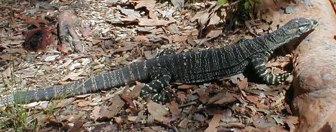 Lace Monitor (wild)