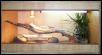 Vivarium